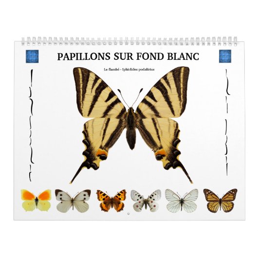 Calendrier de 12 mois divers papillons (Protection)