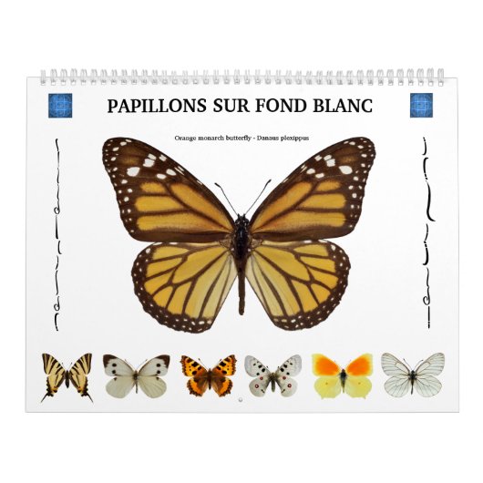 Calendrier de 12 mois divers papillons (Protection)