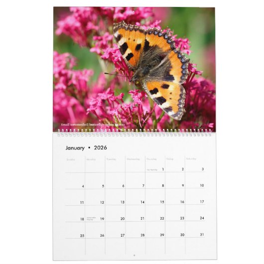 Calendrier de 12 mois divers papillons (Jan 2026)