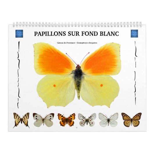 Calendrier de 12 mois divers papillons (Protection)
