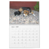 Calendrier de beagle de 12 mois - quel chien ! (Mar 2027)
