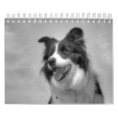 Calendrier de beaux chiens Border Collie (Protection)