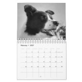 Calendrier de beaux chiens Border Collie (Feb 2027)