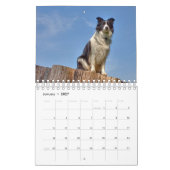 Calendrier de beaux chiens Border Collie (Jan 2027)