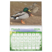 Calendrier de canards de Mallard (Mar 2026)