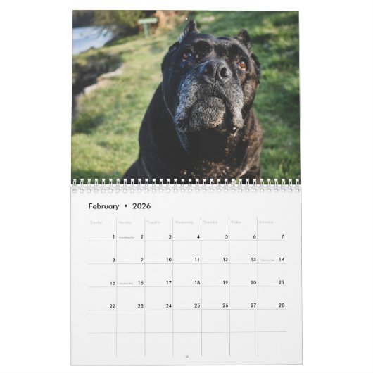 Calendrier de Cane Corso (Feb 2026)
