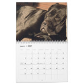 Calendrier de Cane Corso (Mar 2027)