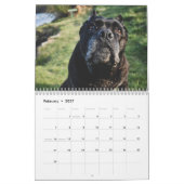Calendrier de Cane Corso (Feb 2027)