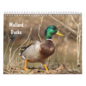Calendrier de chasse aux canards colverts (Protection)