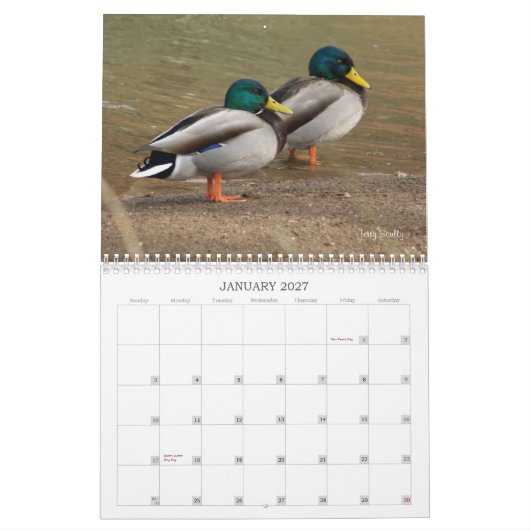 Calendrier de chasse aux canards colverts (Jan 2027)