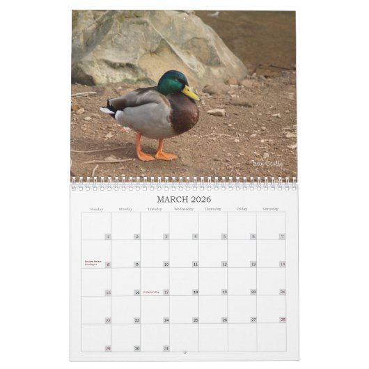 Calendrier de chasse aux canards colverts (Mar 2026)