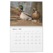 Calendrier de chasse aux canards colverts (Feb 2026)