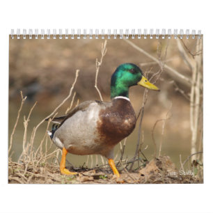 Calendrier de chasse aux canards colverts