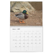 Calendrier de chasse aux canards colverts (Mar 2027)