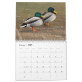 Calendrier de chasse aux canards colverts (Jan 2027)