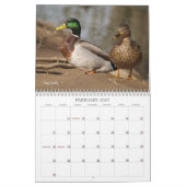 Calendrier de chasse aux canards colverts (Feb 2027)
