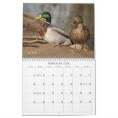 Calendrier de chasse aux canards colverts (Feb 2026)