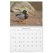 Calendrier de chasse aux canards colverts (Mar 2026)