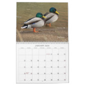 Calendrier de chasse aux canards colverts (Jan 2026)