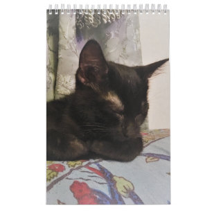 Calendrier de chat