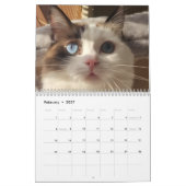 Calendrier de chat Ragdoll (Feb 2027)