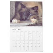 Calendrier de chat Ragdoll (Jan 2027)
