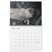 Calendrier de chat Ragdoll (Mar 2027)