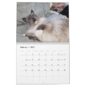 Calendrier de chat Ragdoll (Feb 2027)