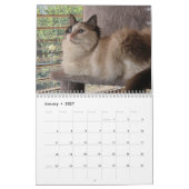 Calendrier de chat Ragdoll (Jan 2027)