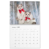 Calendrier de chat Ragdoll Fancy Rags (Jan 2027)