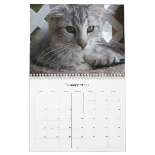 Calendrier de chaton de ragondin du Maine (Jan 2026)