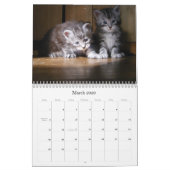 Calendrier de chaton de ragondin du Maine (Mar 2026)