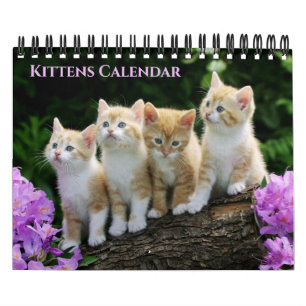 Calendrier de chatons de petite taille