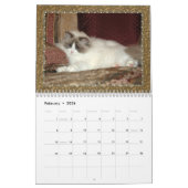 Calendrier de chatons de Ragdoll (Feb 2026)
