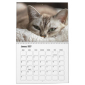 Calendrier de chats (Jan 2027)