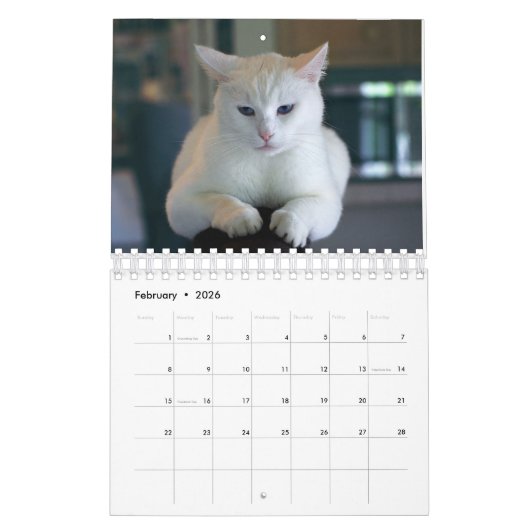 Calendrier de chats (Feb 2026)