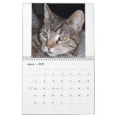 Calendrier de chats tigrés (Mar 2027)