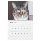 Calendrier de chats tigrés (Feb 2027)