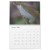 Calendrier de chenilles (Jan 2026)