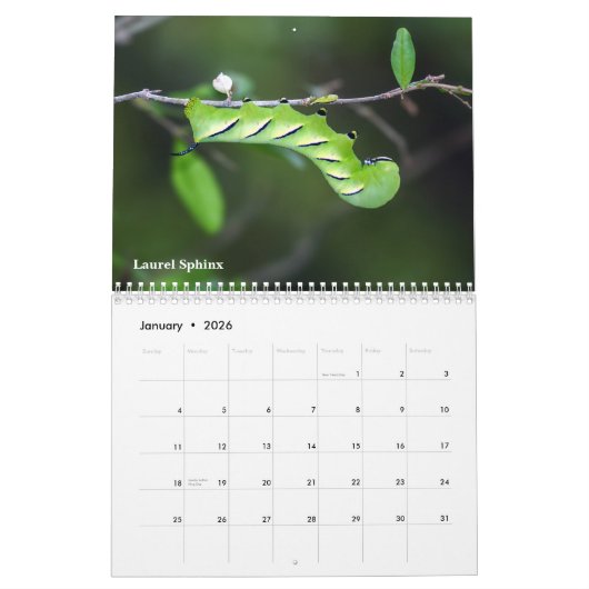 Calendrier de chenilles de série de jardin (Jan 2026)