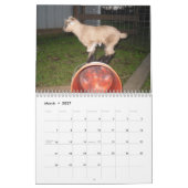 calendrier de chèvre naine nigériane (Mar 2027)