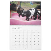 calendrier de chèvre naine nigériane (Jan 2027)