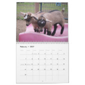 calendrier de chèvre naine nigériane (Feb 2027)