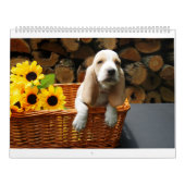 Calendrier de chien de basset (Protection)
