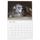 Calendrier de chien de berger de 2013 Australiens (Mar 2026)