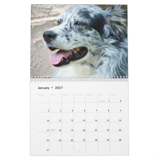Calendrier de chien de berger de 2013 Australiens (Jan 2027)
