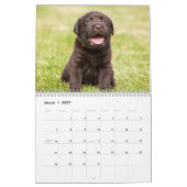 Calendrier de chiens de labrador retriever - (Mar 2027)