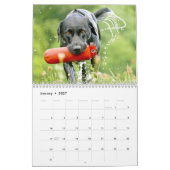 Calendrier de chiens de labrador retriever - (Jan 2027)