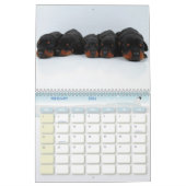 Calendrier de chiot de dobermann (Feb 2026)