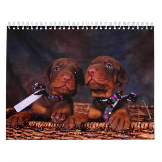 Calendrier de chiot de dobermann